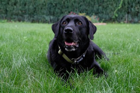 If left untreated, cherry eye may cause swelling, infection, vision impairment or severe eye dryness. What Causes Cherry Eye in Dogs? | Canna-Pet®