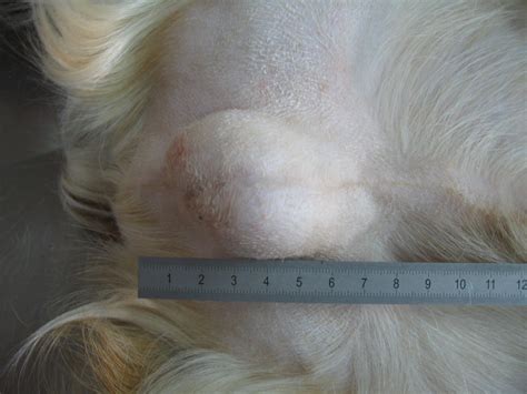 Detection Of Leishmania Parasites In The Testis Of A Dog Affected By