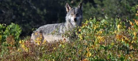 Colorado Wolf Reintroduction Proposal Released The Wildlife Society