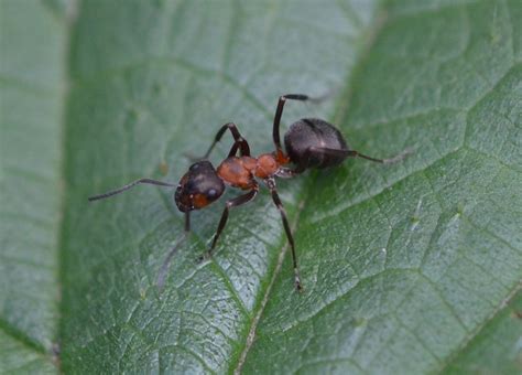 Wood Ant Formica Rufa British Nature Guide