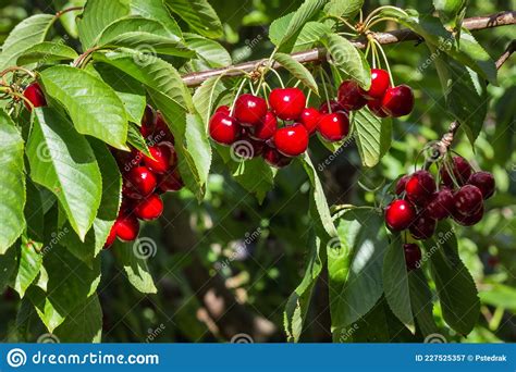 Stella Cherry Tree With Ripe Cherries Hanging On Branch Stock Image Image Of Stella Cluster