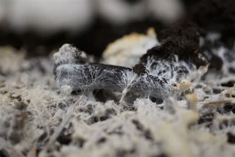 Mycelium Guide • Nifty Homestead
