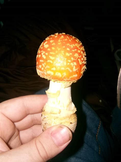 Amanita Muscaria In Georgia Is It Good To Eat Mushroom Hunting And