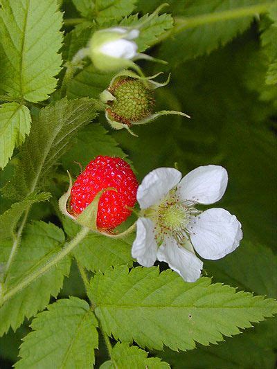Raspberries are an economically significant crop throughout much of northern europe, as well as in the united states and canada. Wild Raspberry Rubus Rosifolius - Healing Plants - greatly ...