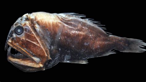 Meet The Abyssal Fishes Terrifying Creatures Of The Deep