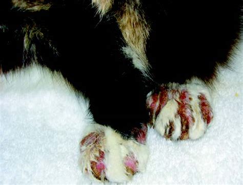 Pemphigus foliaceus is usually idiopathic, but some cases may be drug induced, or it may occur as a sequela to s.j. The Idiosyncrasies of Itchy Cats - Vet360