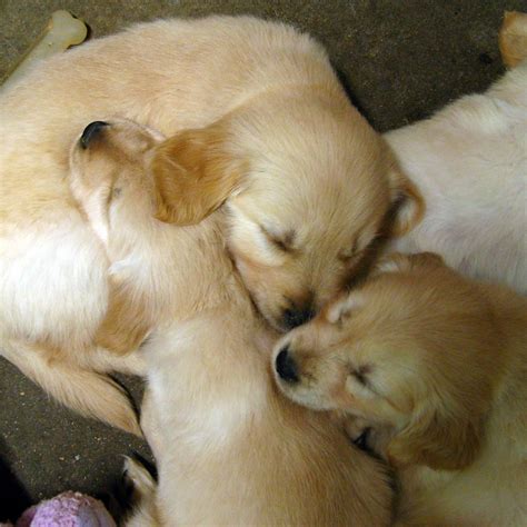0583 Pups Asleep Woofbc Flickr