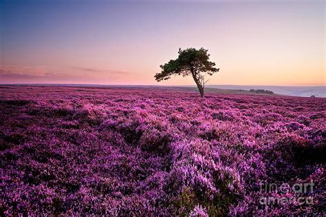 Heather At Sunset Photograph By Janet Burdon