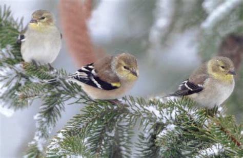 Feedthebirds 1 Best Food For Birds In The Winter