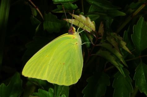 Lime Green Butterfly Phoebis Sennae Bugguidenet