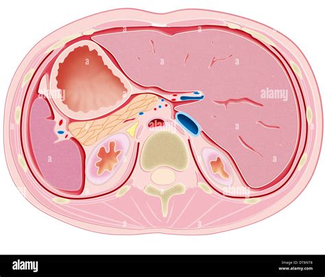 Abdomen Anatomy Hi Res Stock Photography And Images Alamy