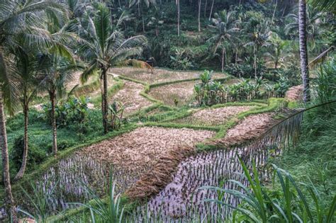 Terrazas De Arroz Tegallalang En Ubud En La Isla De Bali En Indonesia