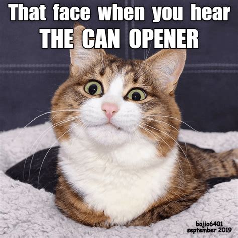 Top Memes Of The Week Cheezburger Users Edition Silly Cats Cute Cats And Kittens