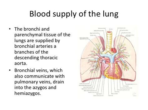 Lung Anatomy Blood Supply Innervation Functions Kenhub Zohal
