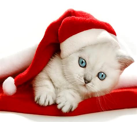 Free Download Christmas Kitten Wallpaper Free Wallpapers9 1440x1280