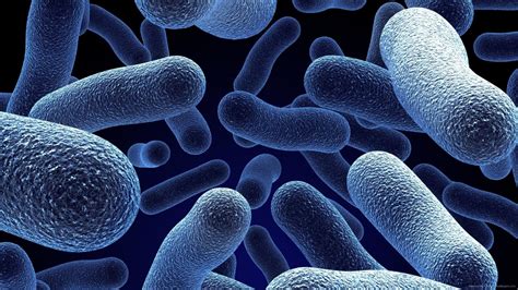Bacillus Bacteria Image Eurekalert Science News Releases