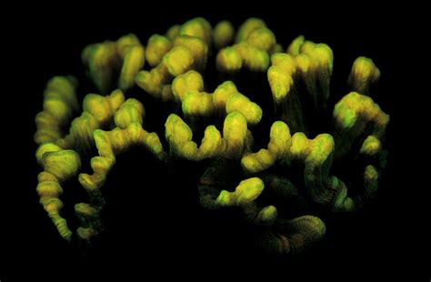 Fluorescent Corals Pectinia Sp Photograph By Jurgen Freund