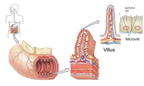 The digestive systems of different animals change depending on what they eat. Digestive system