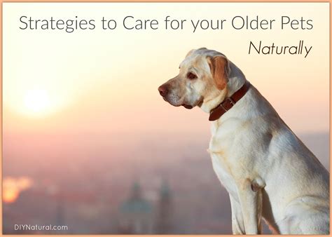 Natural Strategies To Care For Senior Dogs And Cats Senior Dog Cat