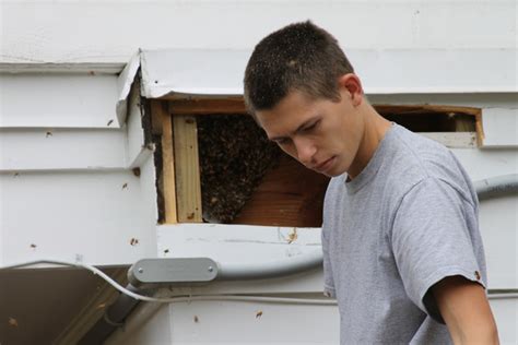 Florida Memory Josh Ray Year Old Beekeeper From Chattahoochee Removing Beehive From Eaves
