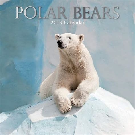 2019 Wall Calendar Polar Bear Calendar 12 X 12 Inch
