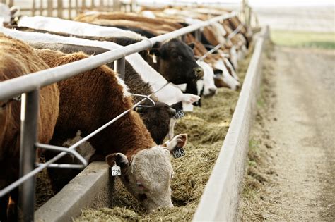 Feed Grains For Beef Cattle Beefresearchca