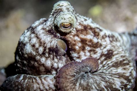 Caribbean Reef Octopus During A Night Dive Smithsonian Photo Contest