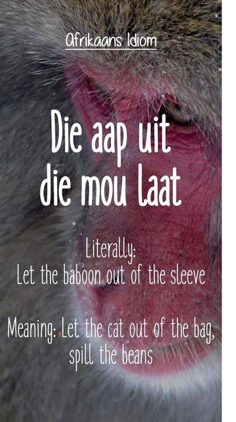 25 Best Afrikaans Idioms And Proverbs Ever With Images Za