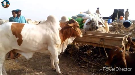 Best quotes, inspirational eid messages, significance, quotes to send your beloved ones on this eid 2021: Sohrab Goth Cow Mandi Latest Update 10 July 2019 || Bakra ...