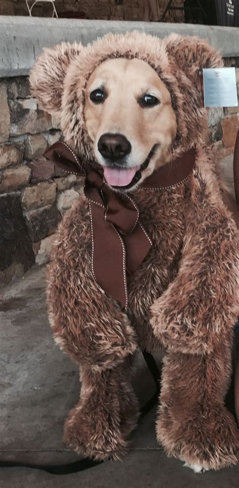 12 Costumes That Prove Golden Retrievers Always Win At Halloween