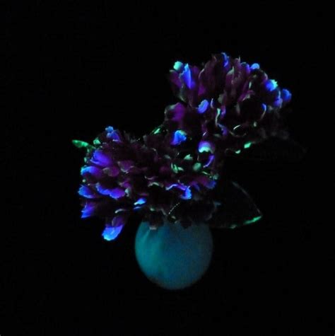 Glow in the dark fabric paints. Glow in the Dark Flowers - Hobbies on a Budget