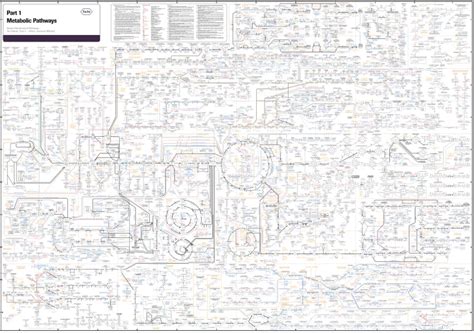 Biochemistry Map Sexiezpicz Web Porn