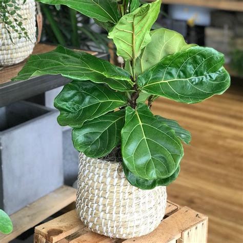 Fig Plant Care Light How To Care For A Fiddle Leaf Fig Tree Coconut