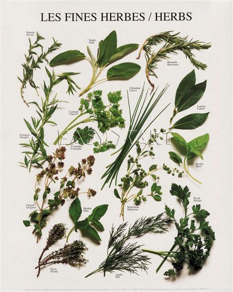 Les Fines Herbes Chart Herbs Herbs Art Herb Prints