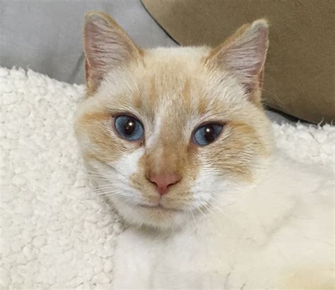 Found 1 Yr Old Red Point Siamese Male Cat Mondak Animal Rescue