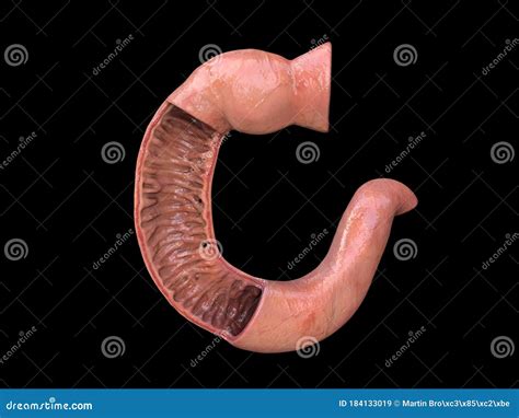 Duodenum Human Anatomy White Background Part Of Your Small Intestine