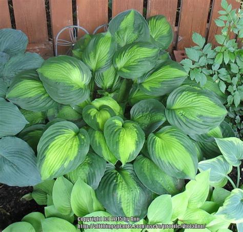 Photo Of The Entire Plant Of Hosta Captain Kirk Posted By Violaann