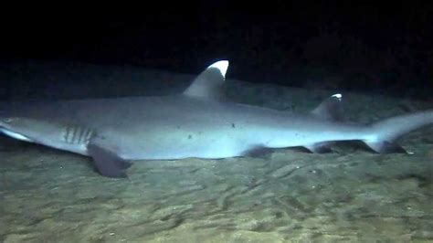 White Tip Reef Shark Makena Landing Maui Maui Hawaii Vacation Reef