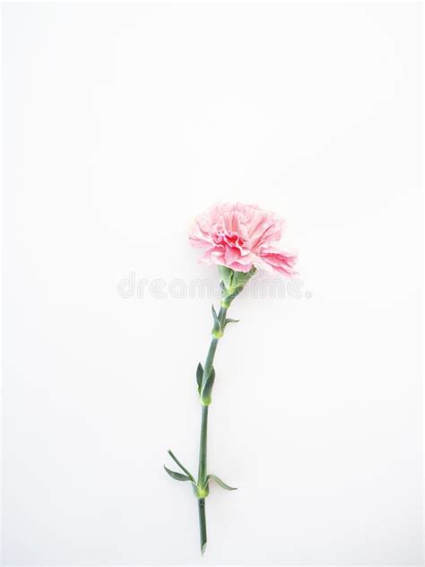 Single Pink Carnations Flower On White Stock Photo Image Of Flower