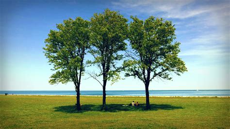 Three Trees Lake Shore Photograph By Patrick Malon