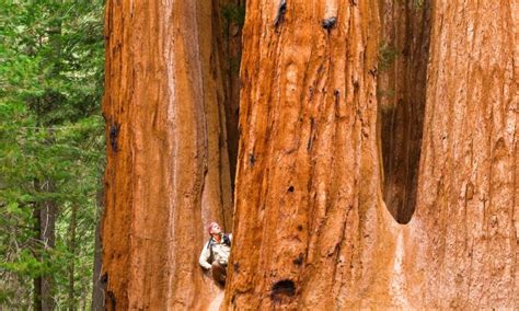 Californias Redwood Trees Are Best In The World At