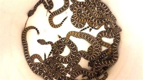 How To Identify A Baby Rattlesnake