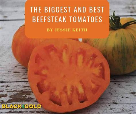 The Biggest And Best Beefsteak Tomatoes Black Gold