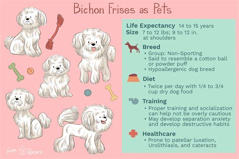 Bichon Frise Dog Breed Characteristics And Care