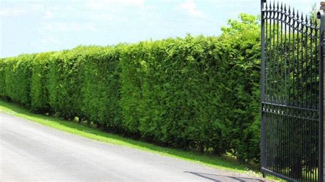 Fastest Growing Evergreen Shrubs For Privacy Best Home Gear Fast