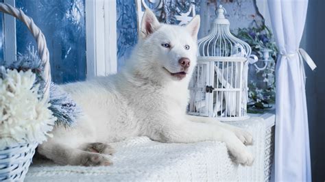Also, here's a collection of 4k dog wallpapers. Papéis de Parede Branco cão husky 2560x1600 HD imagem