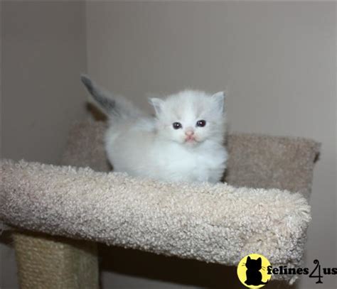 Puppyfinder.com is your source for finding an ideal puppy for sale near chicago, illinois, usa area. Ragdoll Kittens in Illinois