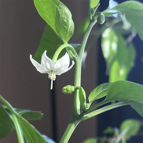 To Develop Peppers One Should Tap The Flower Gently Once Opened To