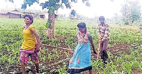 കാളയെ വാങ്ങാൻ പണമില്ല നിലം ഉഴുന്നത് പെൺമക്കൾ Madhya Pradesh Farmer Uses Teenage Daughters To