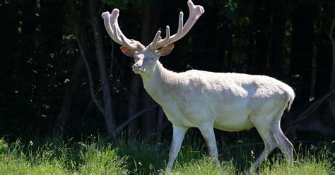 Albino Deer Facts And Information Everything To Know World Deer